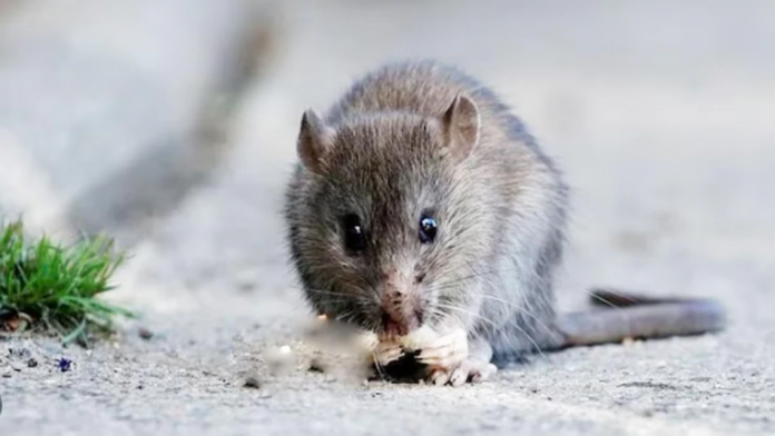 Rat Murder Case Rat Murder Case, Rat Murder Case India