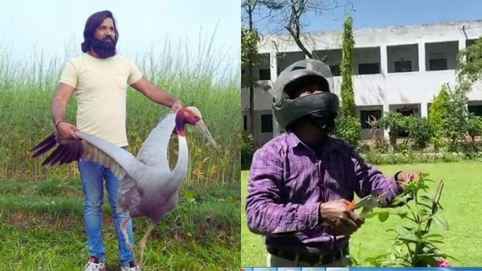 gardener eagle enemy gardener eagle enemy