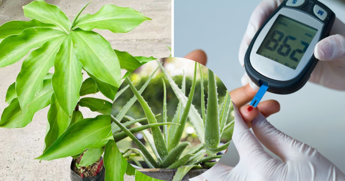 Plants for diabetes control