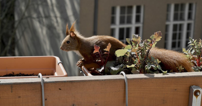 SQUIRREL IN THE HOUSE SQUIRREL IN THE HOUSE, गिलहरी को लेकर मान्यताएं