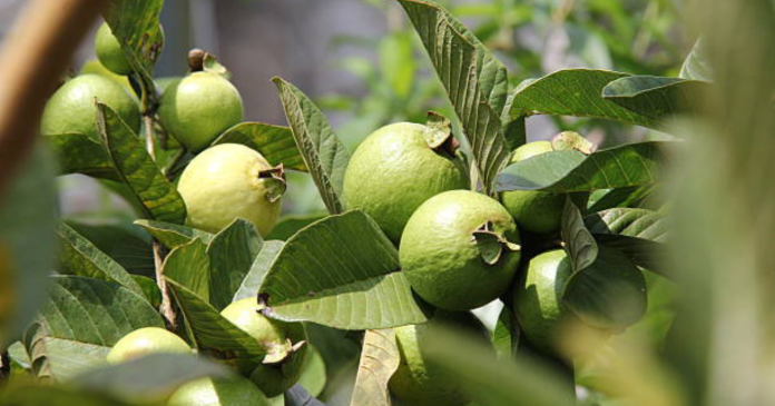 Health Benefits of Guava