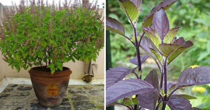 WHICH TULSI IS GOOD TO PLANT AT HOME? WHICH TULSI IS GOOD TO PLANT AT HOME, How many types of Tulsi