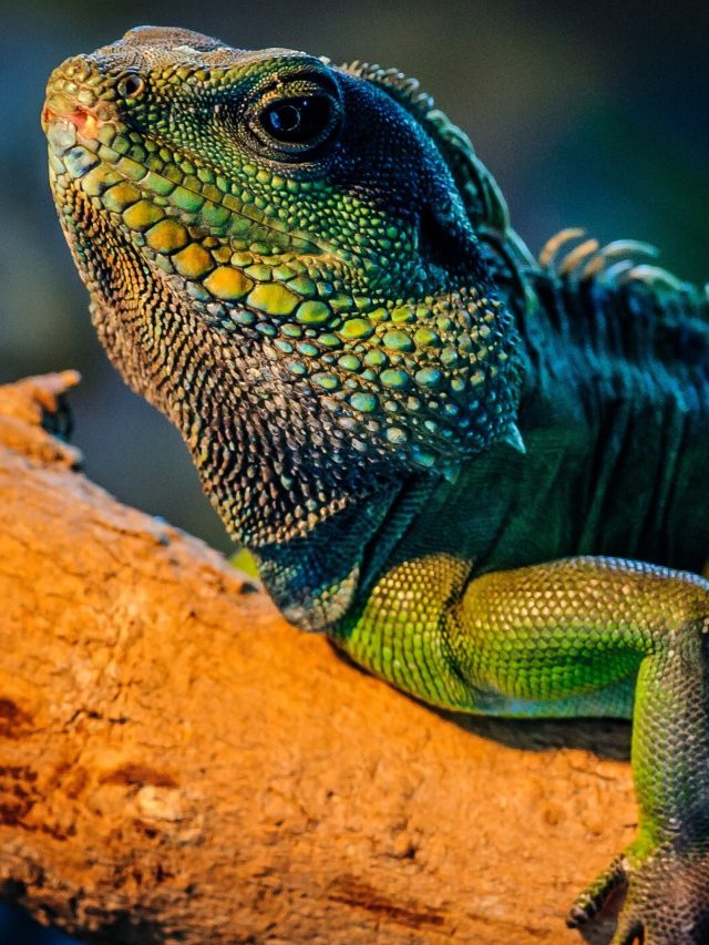 Lizards