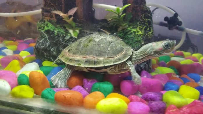 Kachua palna Shubh ya Ashubh