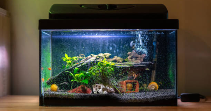 FISH AT HOME, मछली पालना शुभ अशुभ