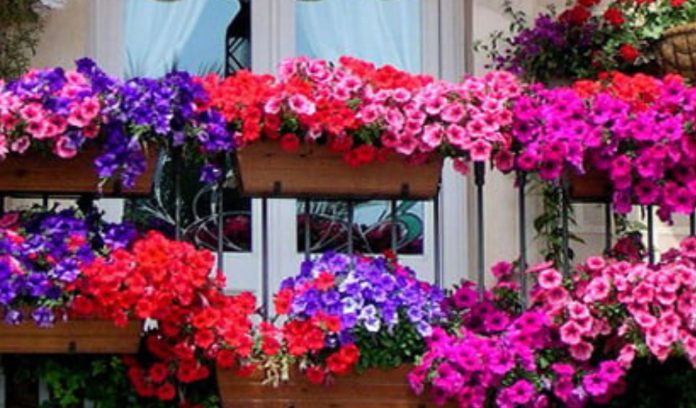 10 indoor balcony flowering plants 10 indoor balcony flowering plants, बालकनी के लिए प्लांट्स