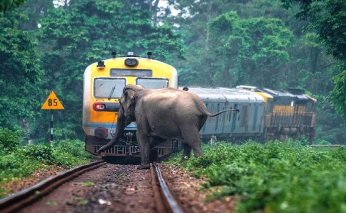 animal is killed by a train