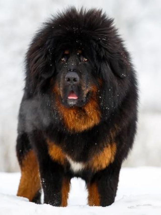 Most Expensive dogs in the world in Hindi