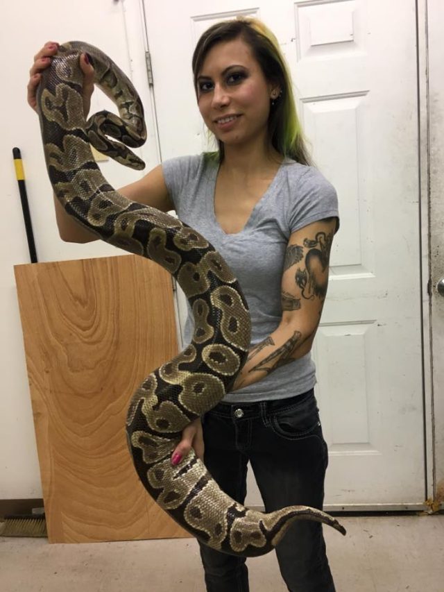Ball Python