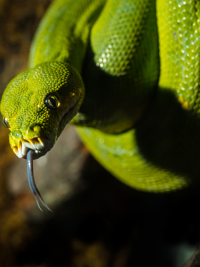 Green-tree-python