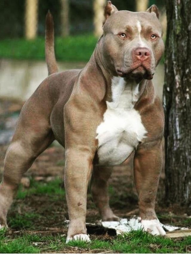 Pitbull Dog facts in Hindi