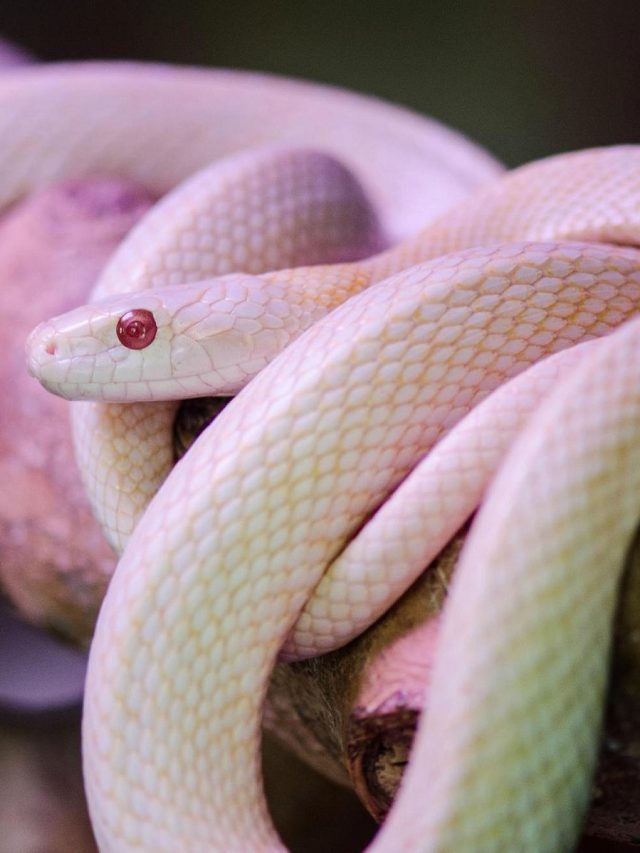 Rare Snakes in the World