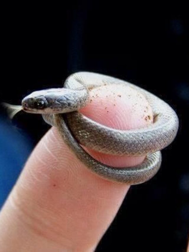 Smallest snake in the world