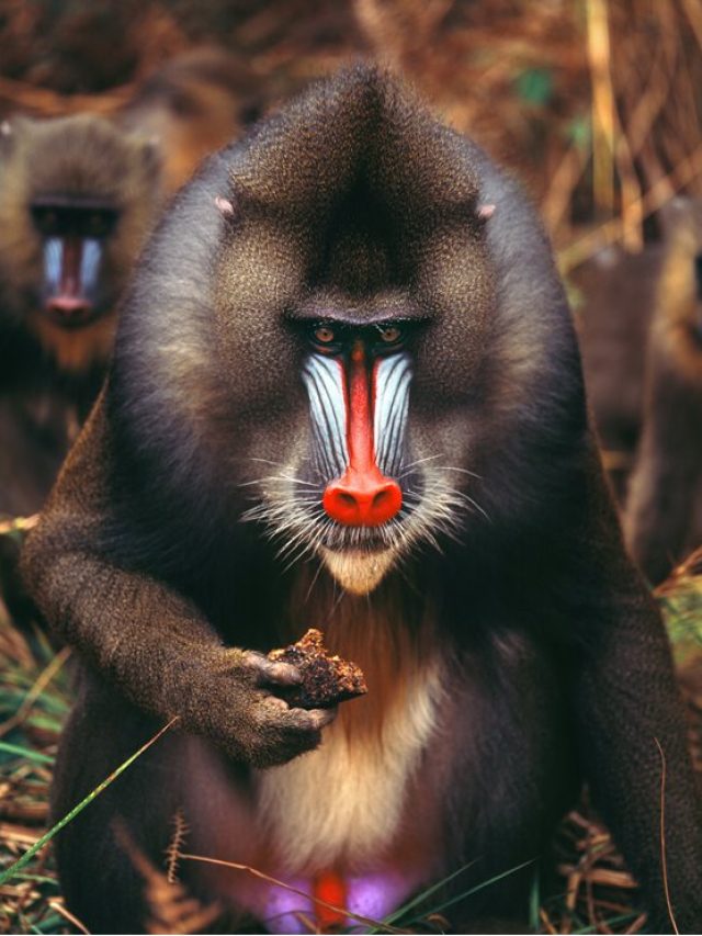 Strange Monkey facts
