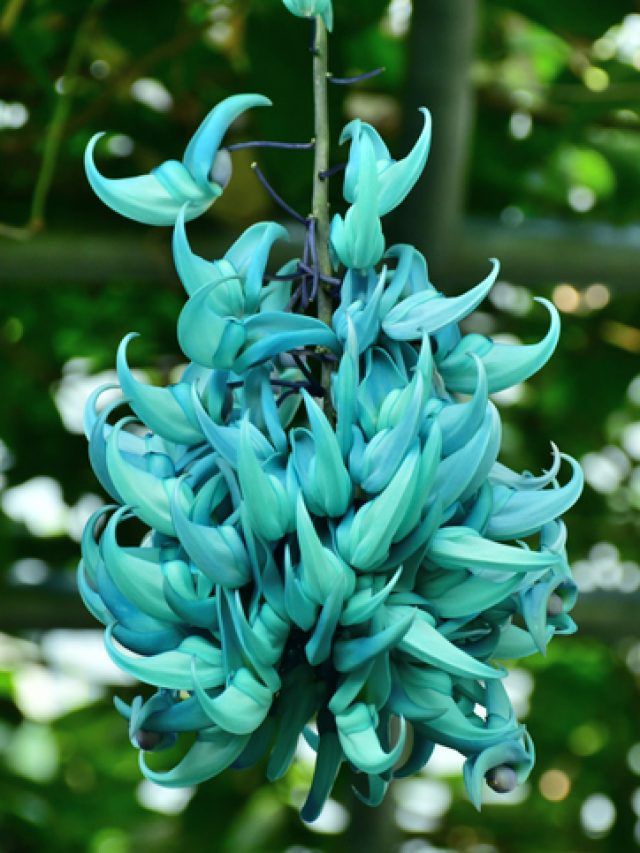 Unique flowers on the Earth