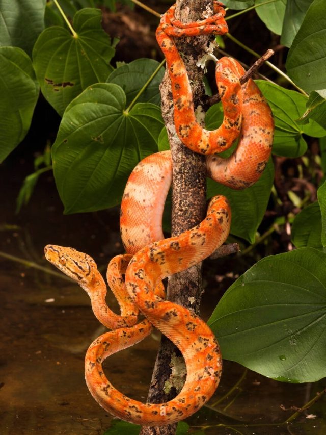 Amazon tree Boa