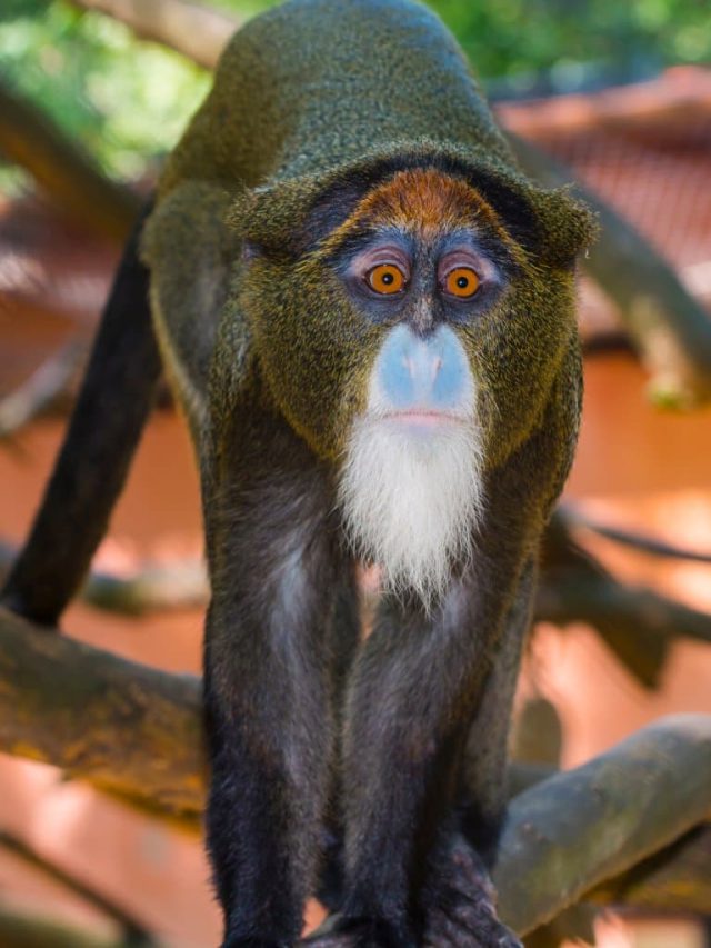 de brazzas monkey price