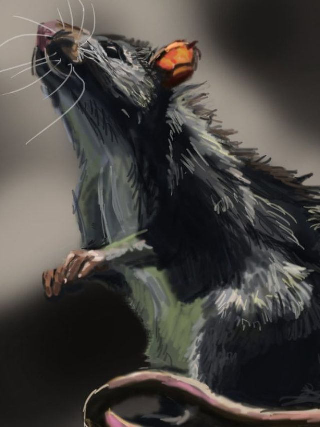 most intelligent animals