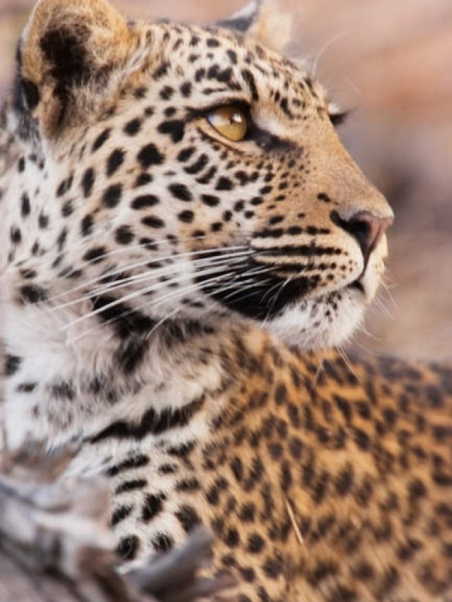 Most dangerous cats in the World