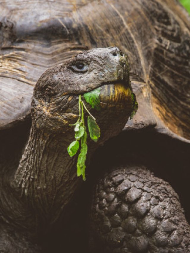 longest living creatures in the world