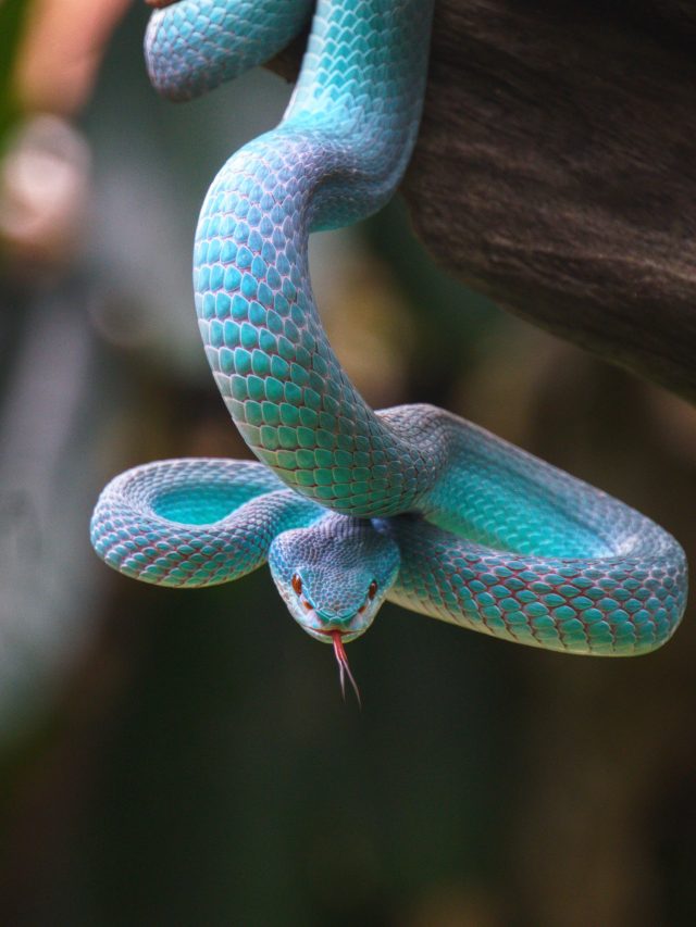 Blue viper Snakes