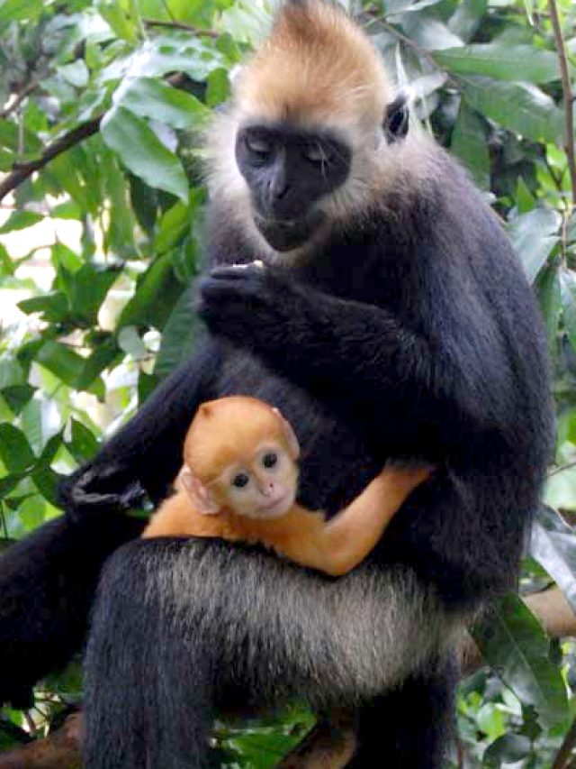 Cat Ba Langur