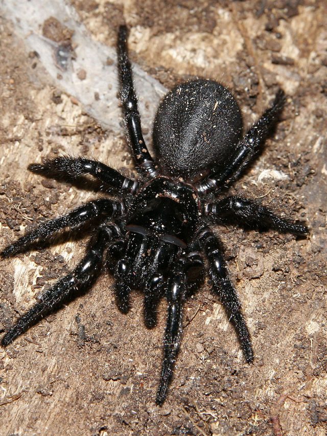 Funnel Web Spider