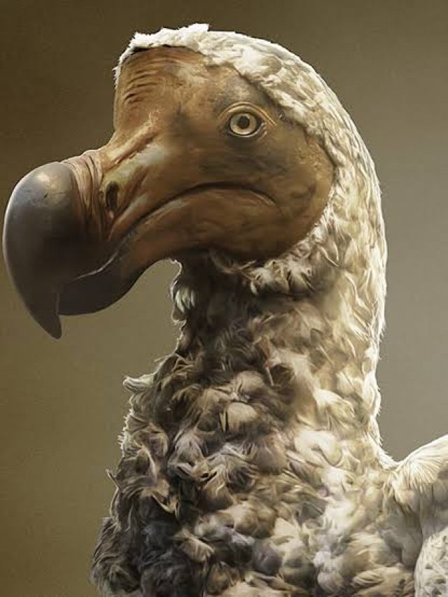 Dodo