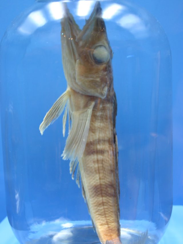 Icefish