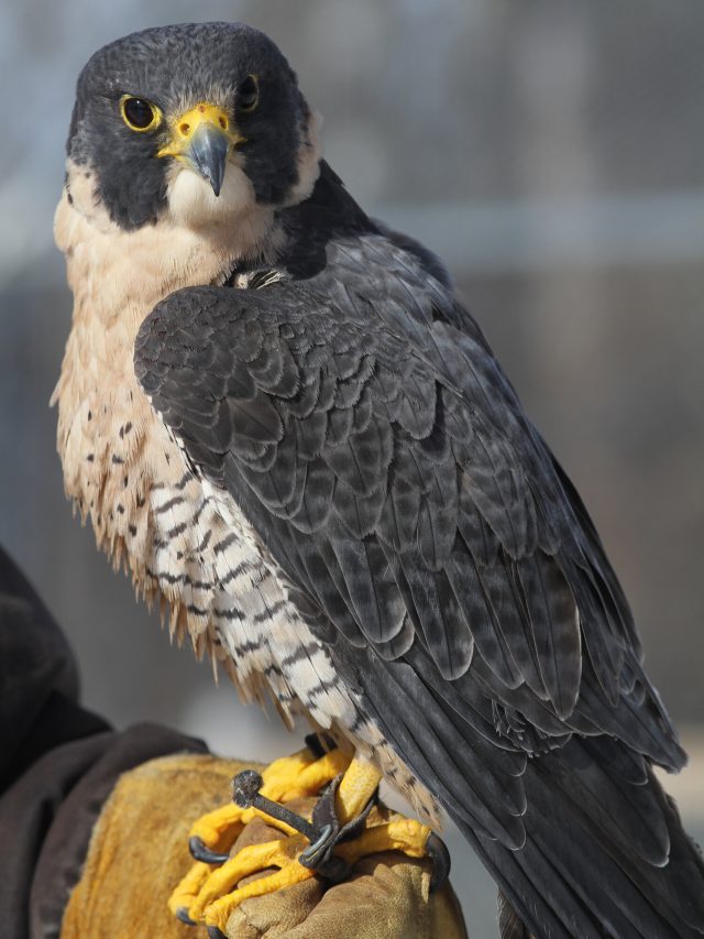 Peregrine Falcon