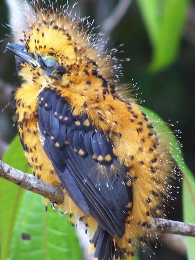 Poisonous Birds in the World