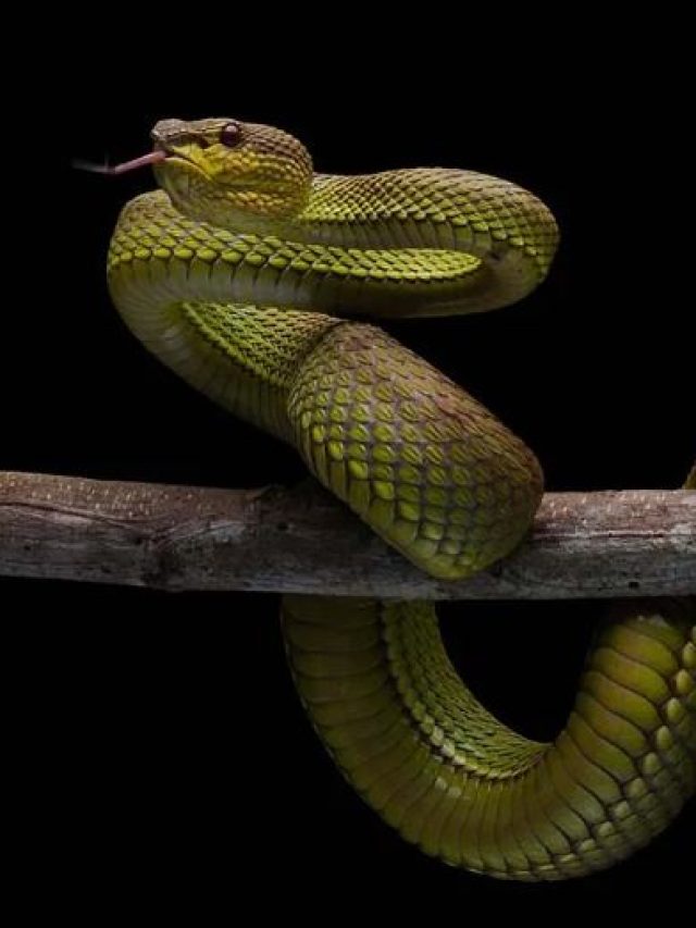 Snakes