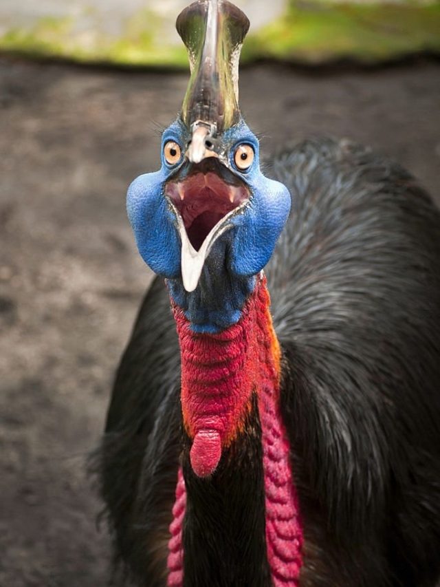 cassowary attack