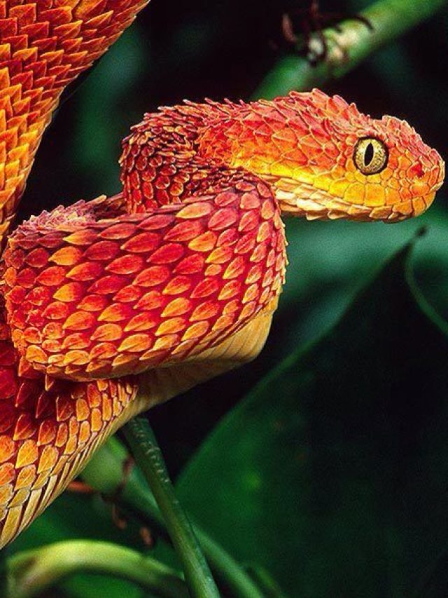 most interesting facts about snakes in hindi