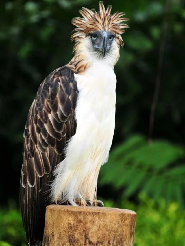 unique and Expensive birds in the world