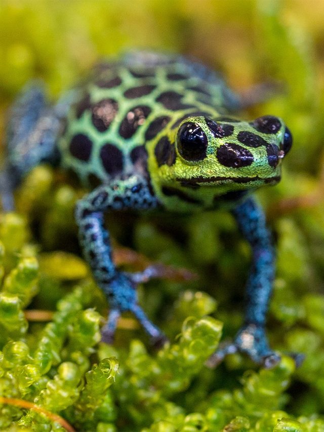 Creatures that use protective coloration