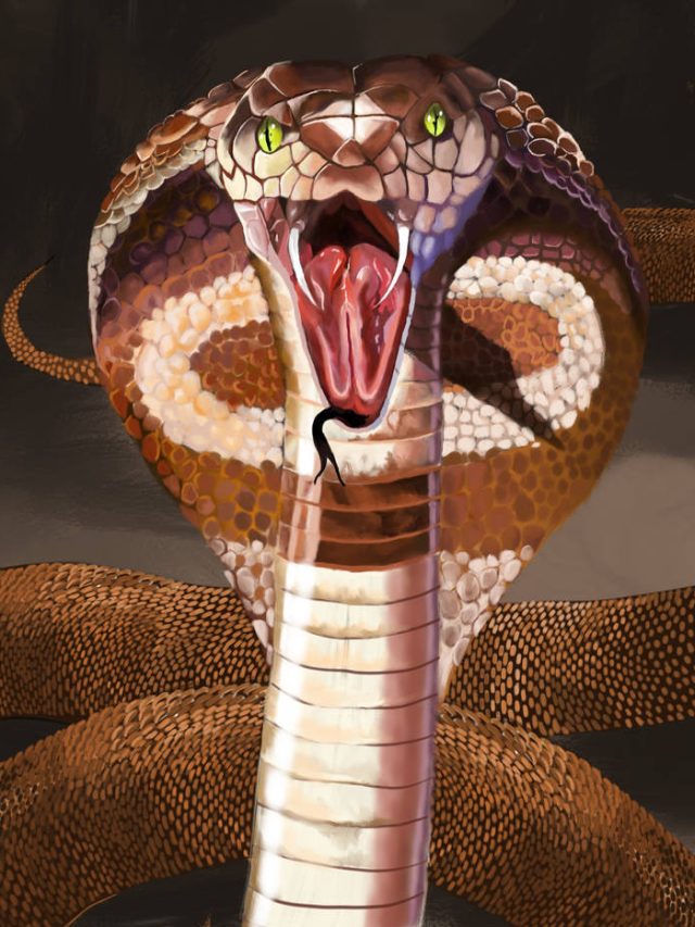 King cobra danger