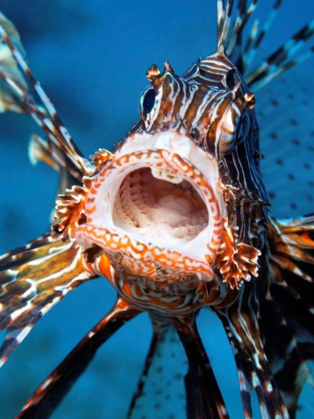 Lionfish