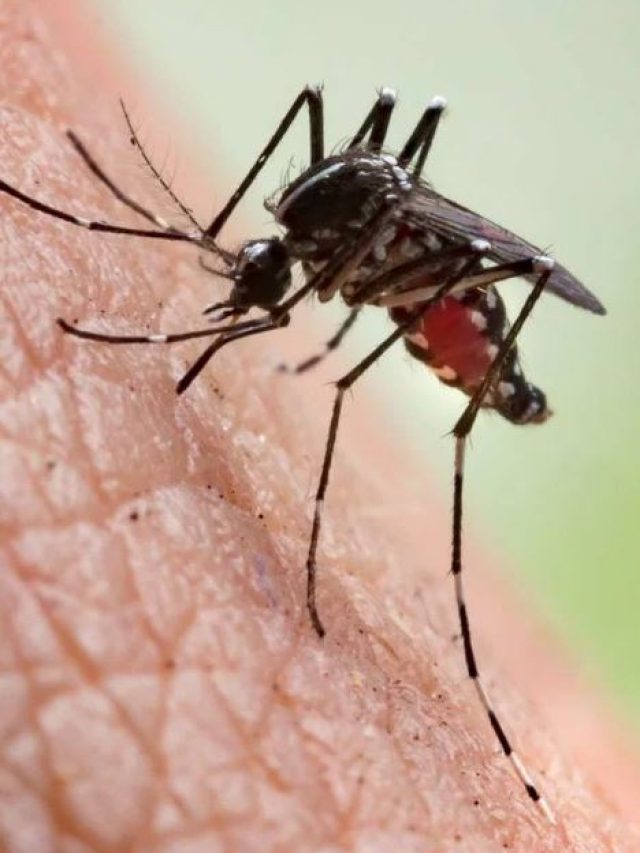 Mosquito