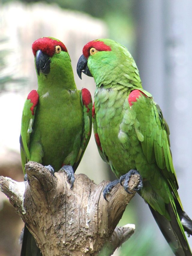 Parrots
