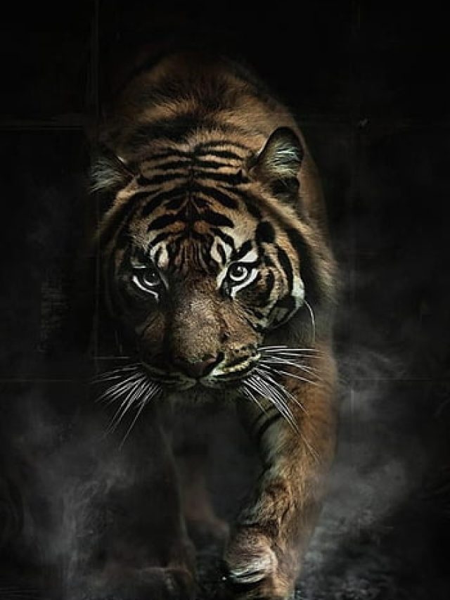 Tigers
