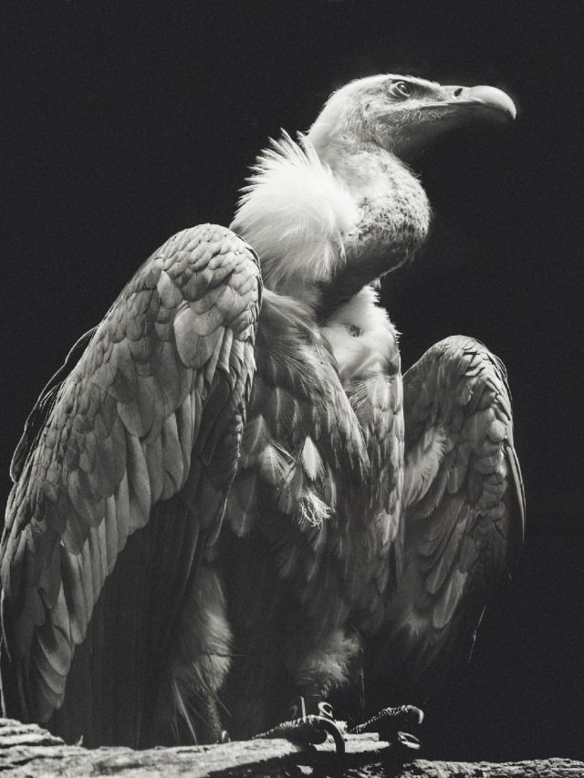 Eagle