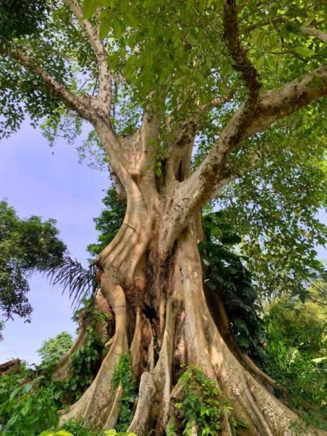 Oldest tree in India
