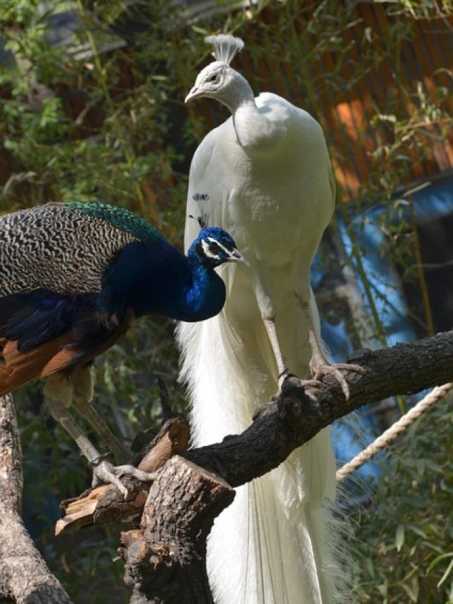peacock