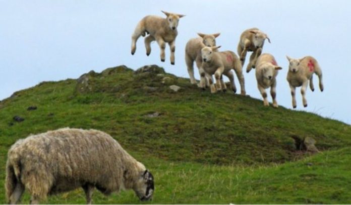 Herd of sheep accidentally eat 100 kg of cannabis Herd of sheep accidentally eat 100 kg of cannabis