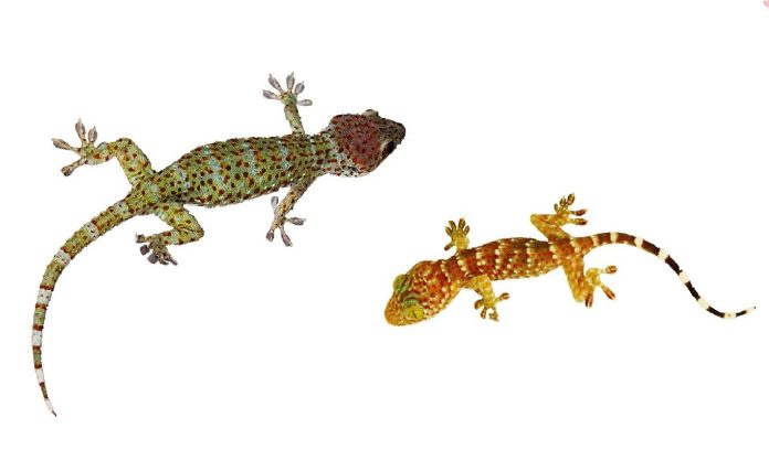 Drive away lizards in a dream