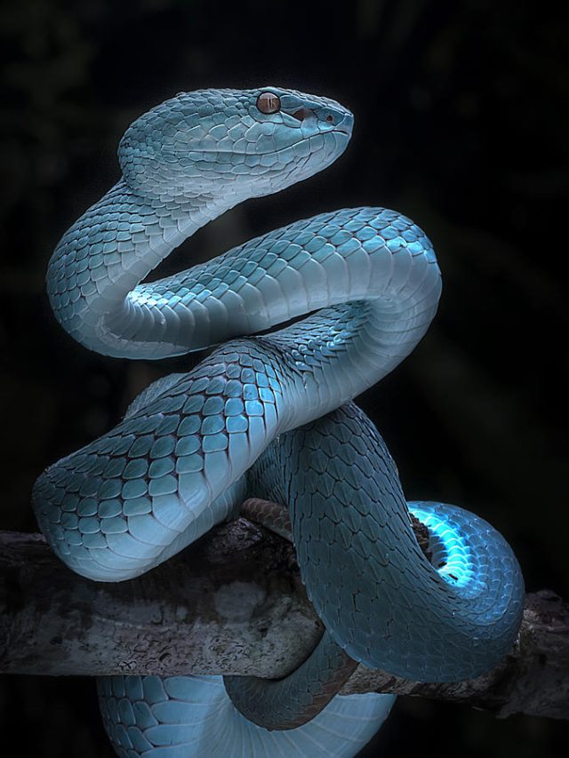 Blue viper snakes