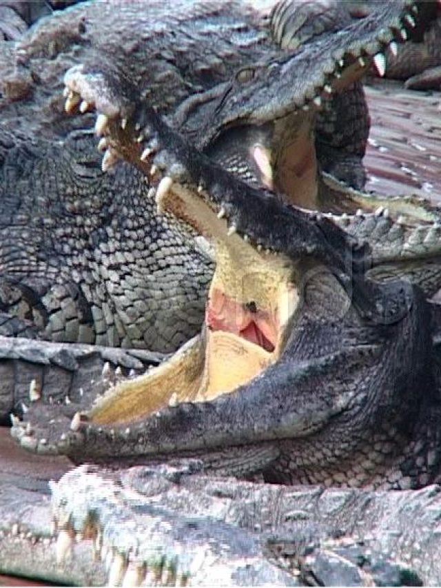 crocodile sleeping open mouth