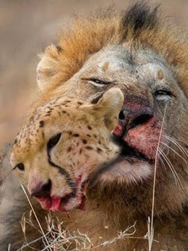 lion cheetah