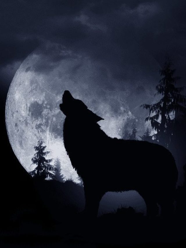 wolf